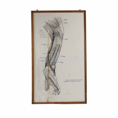 Primate Leg Poster 65x110